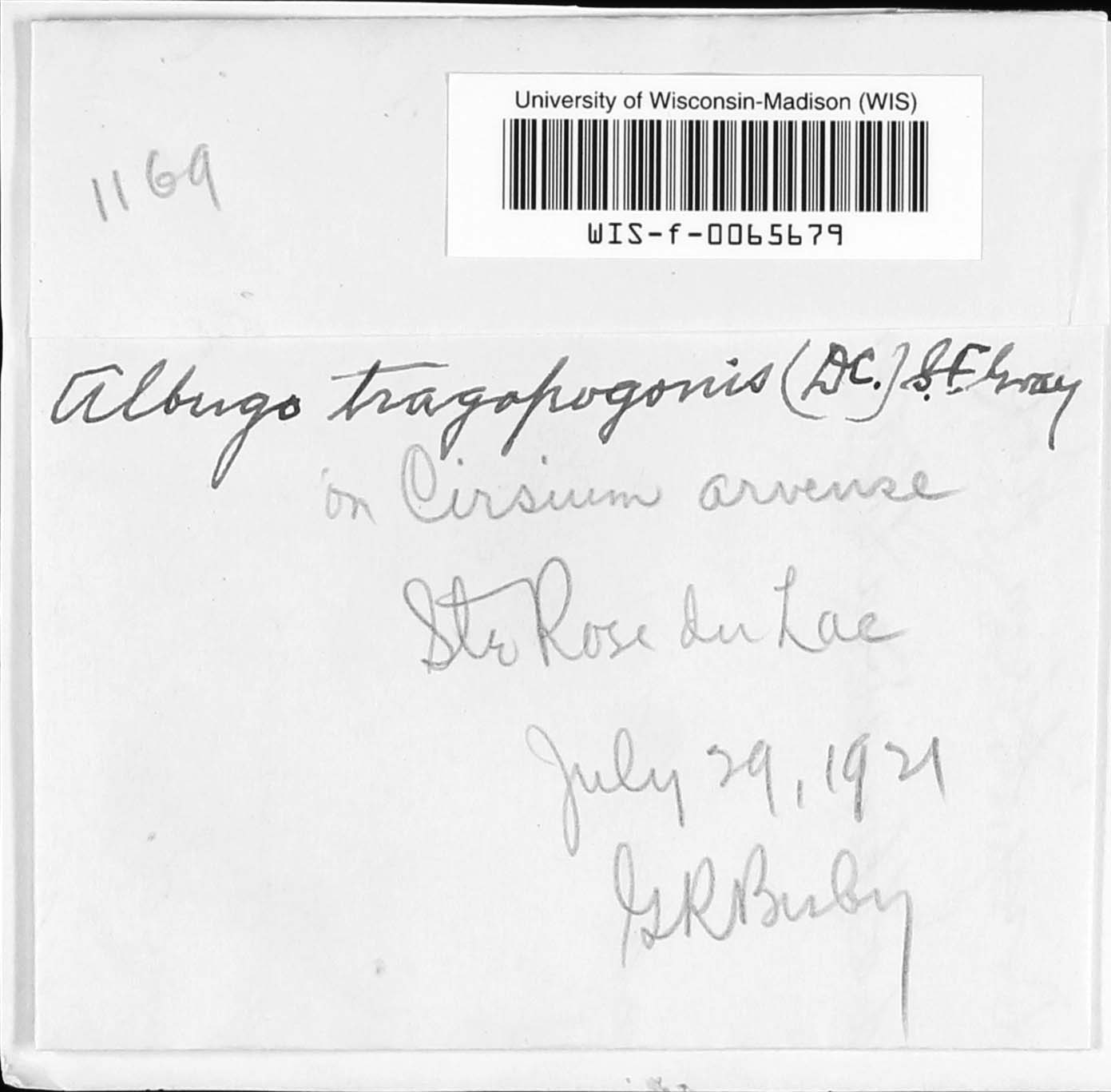 Albuginaceae image