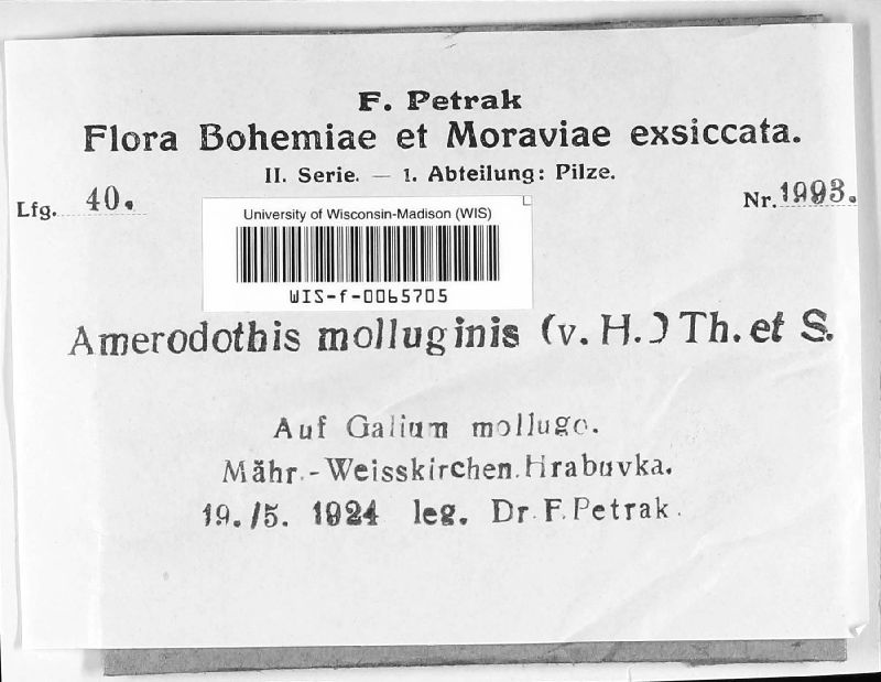 Amerodothis molluginis image