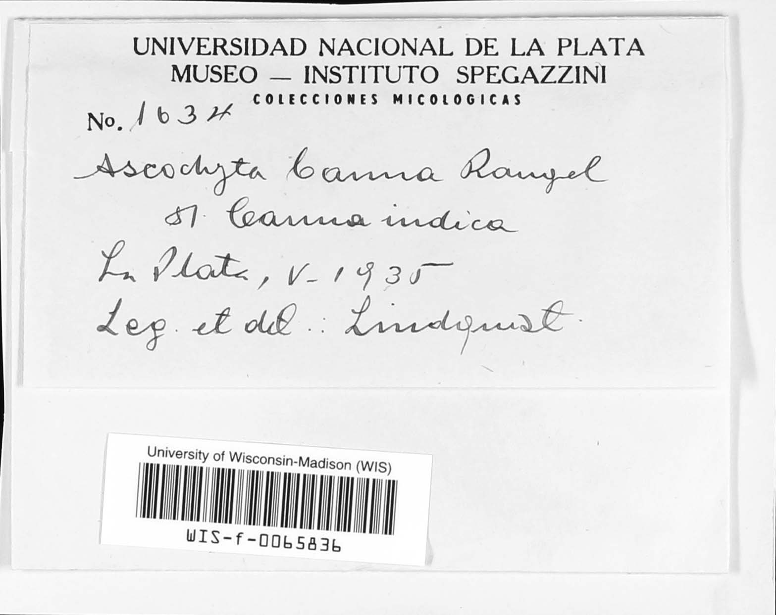 Ascochyta cannae image