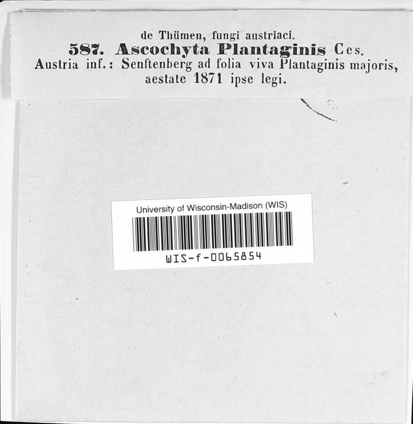 Phyllosticta plantaginis image