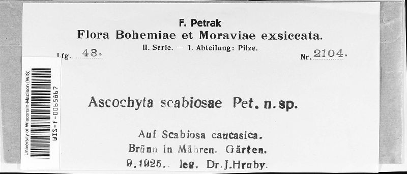 Ascochyta scabiosae image