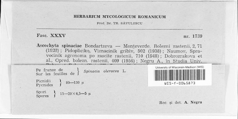 Ascochyta spinaciae image