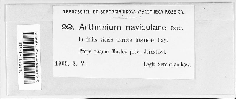 Arthrinium naviculare image