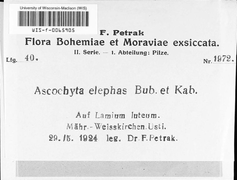 Ascochyta elephas image
