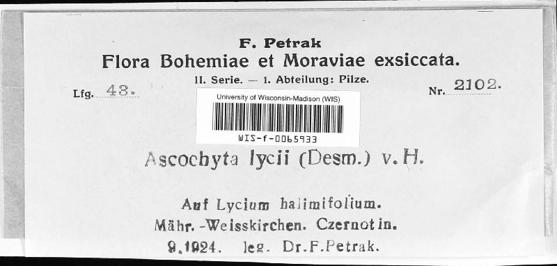 Ascochyta lycii image