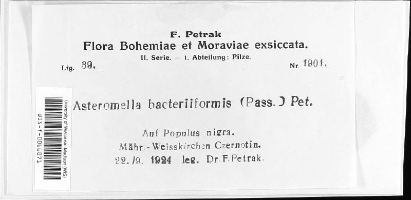 Asteromella bacteriiformis image