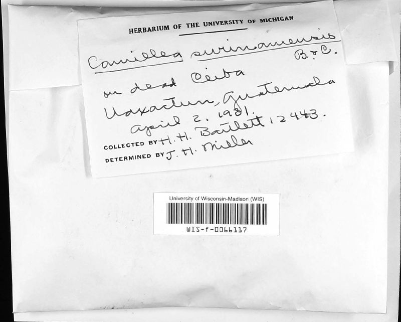 Camillea surinamensis image