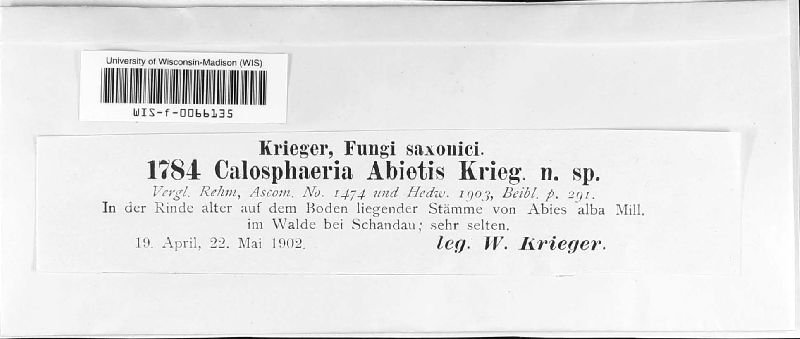 Calosphaeria abietis image