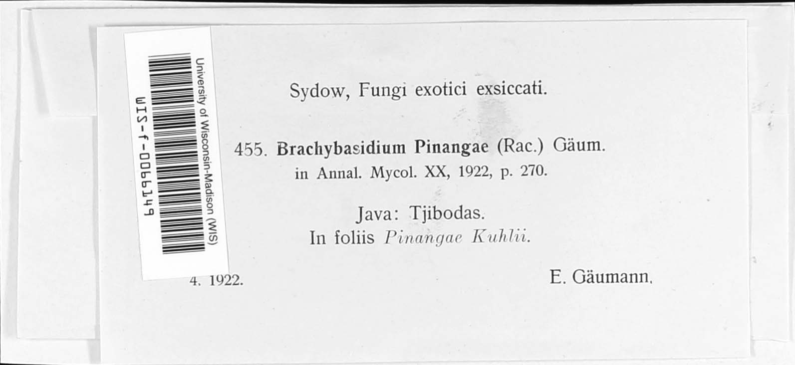 Brachybasidium pinangae image