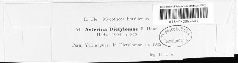 Asterina dictylomae image