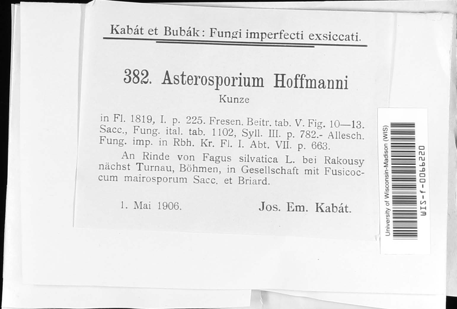 Asterosporium hoffmanii image