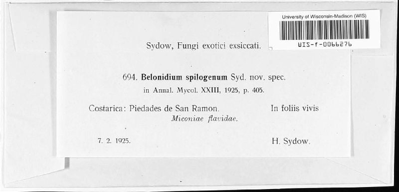Belonidium spilogenum image