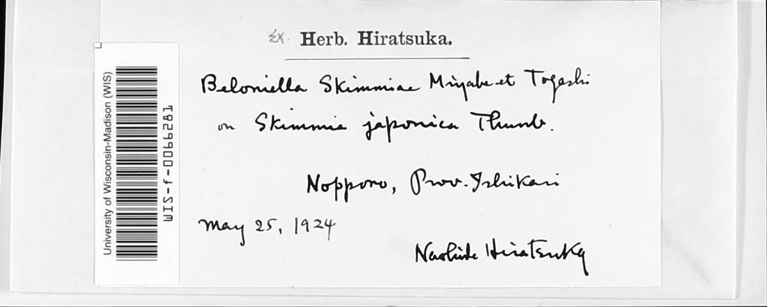 Beloniella skimmiae image
