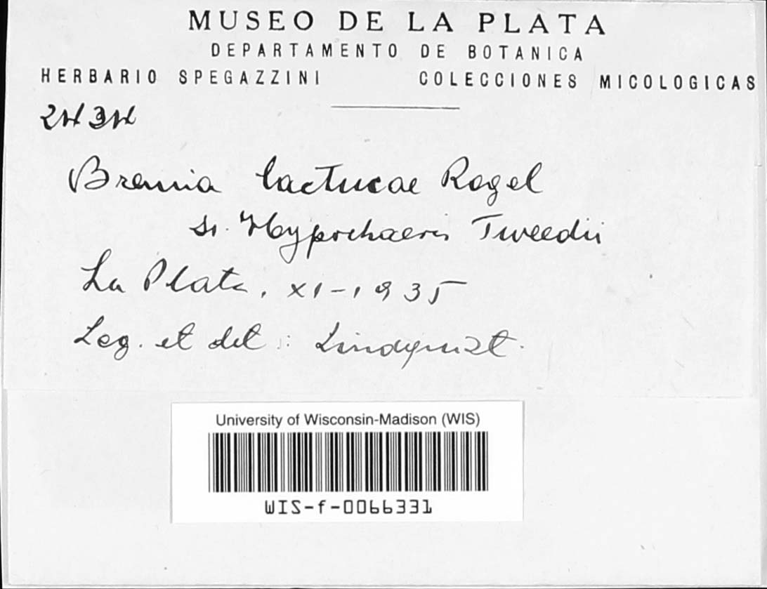 Bremia lactucae image