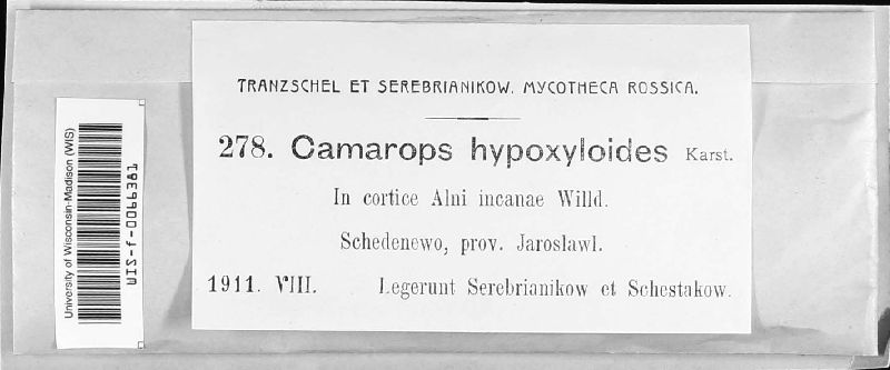 Camarops hypoxyloides image