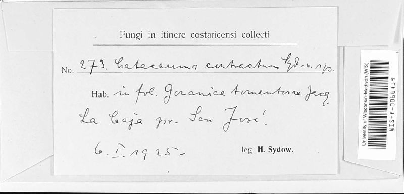 Catacauma contractum image