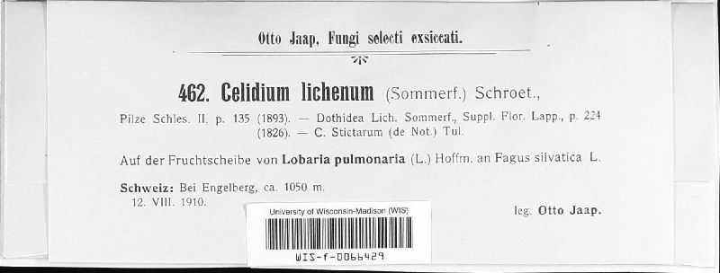 Celidium lichenum image