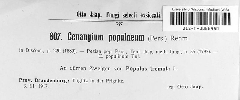 Cenangium populinum image