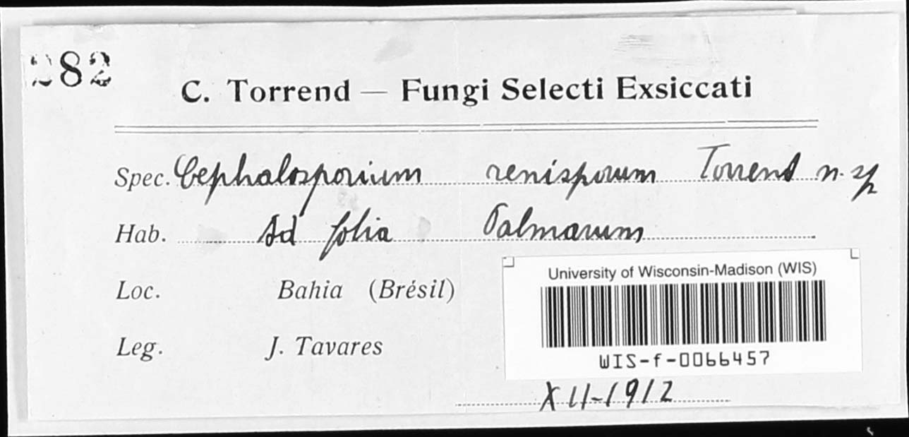 Cephalosporium renisporum image