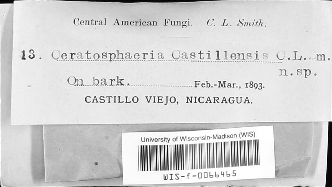 Ceratosphaeria castillensis image