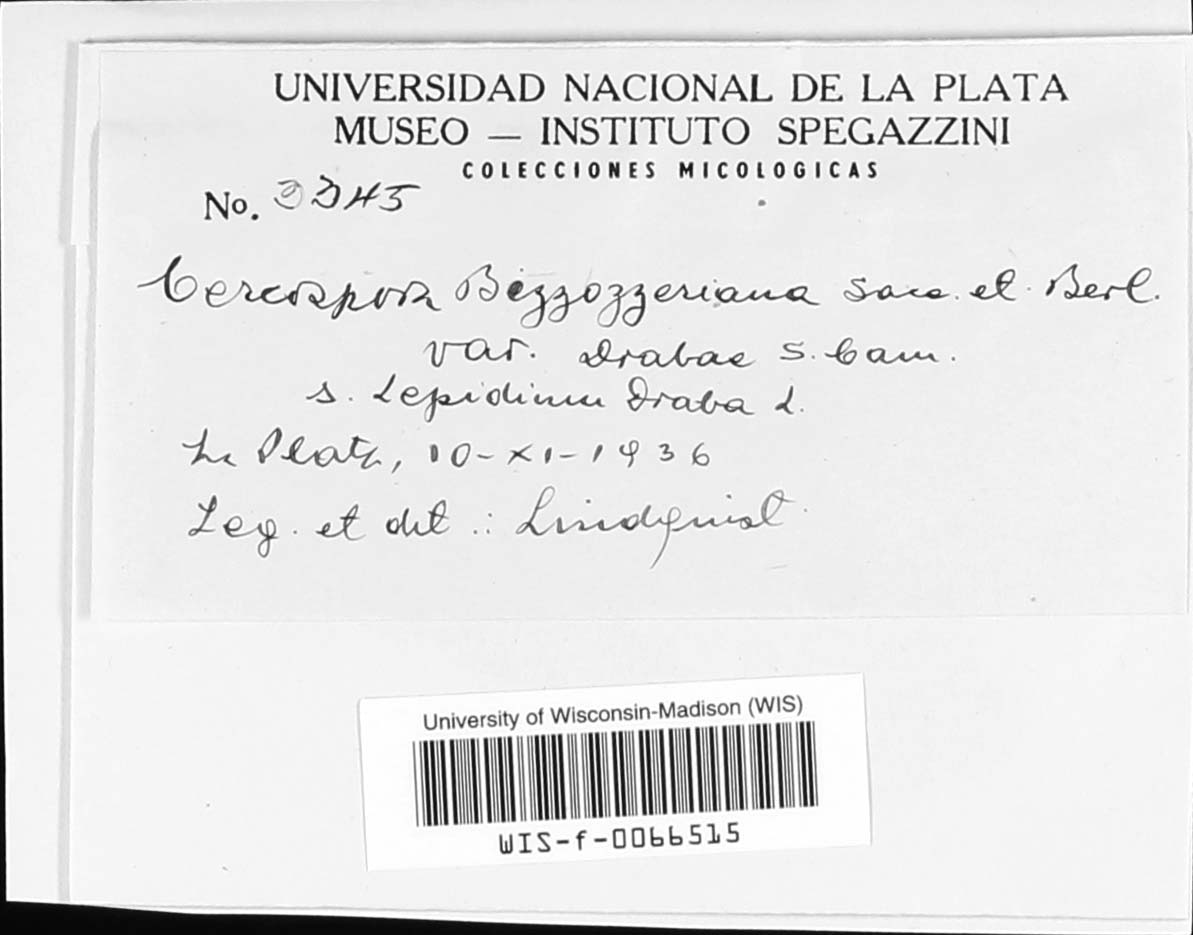 Cercospora bizzozeriana var. drabae image