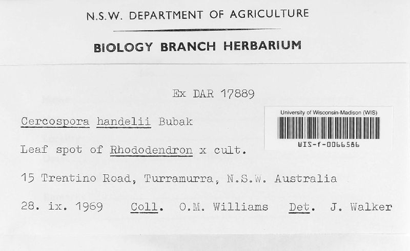 Cercospora handelii image