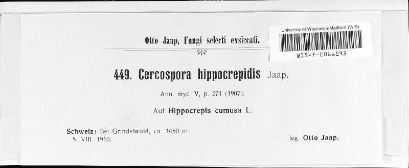 Cercospora hippocrepidis image