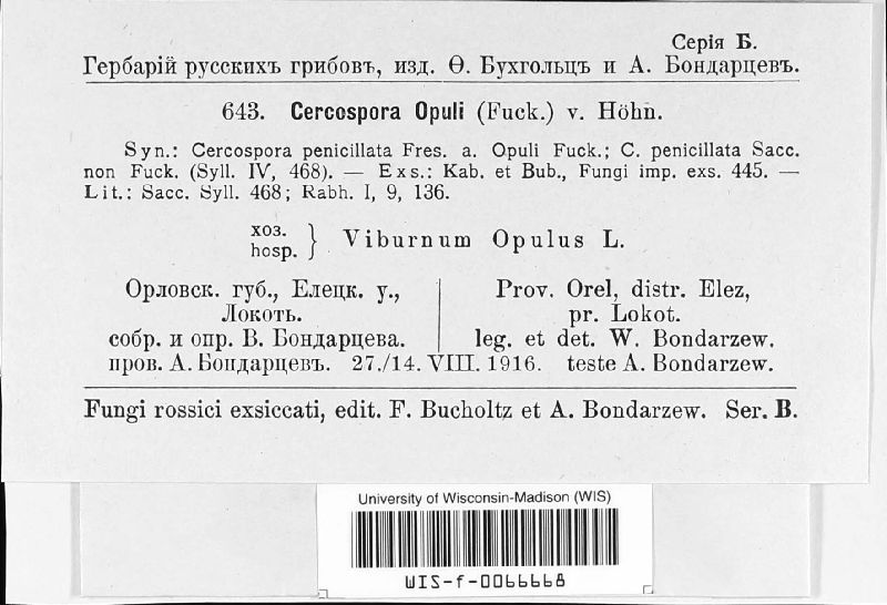 Pseudocercospora opuli image