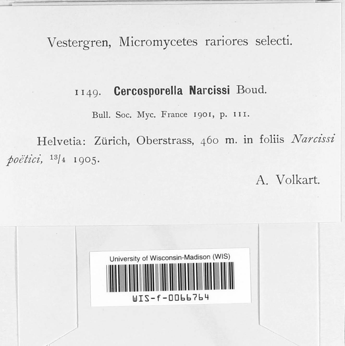 Cercosporella narcissi image
