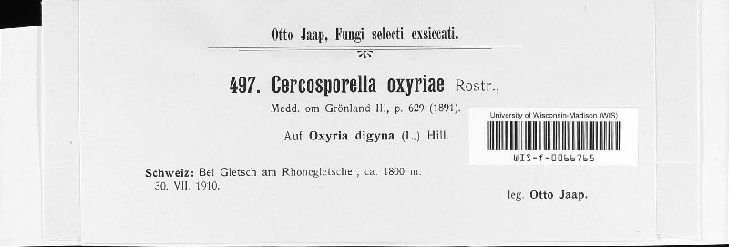 Cercosporella oxyriae image