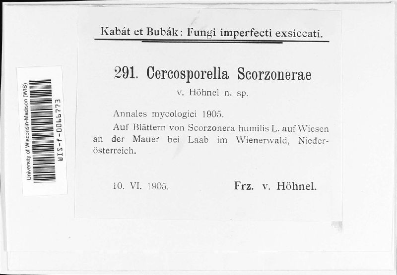 Cercosporella scorzonerae image