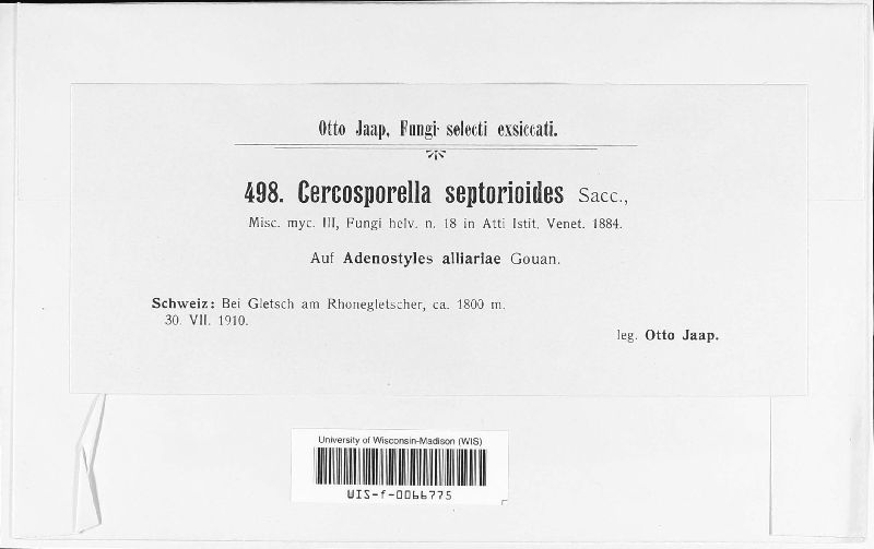 Cercosporella septorioides image
