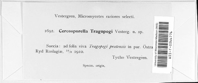 Cercosporella tragopogi image