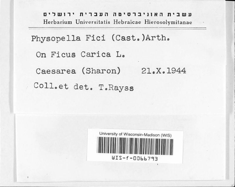 Cerotelium fici image