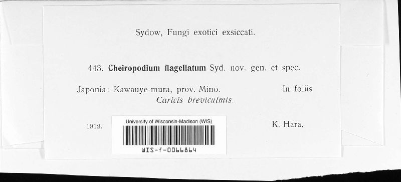 Clasterosporium flagellatum image