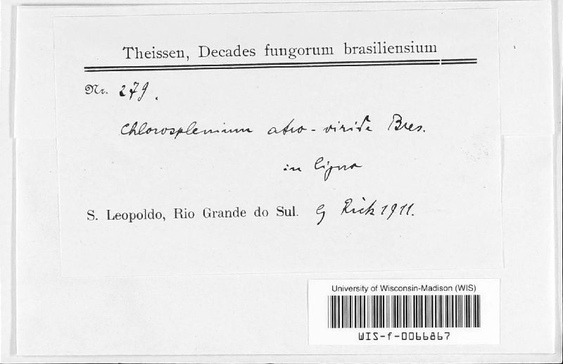 Chlorosplenium atroviride image