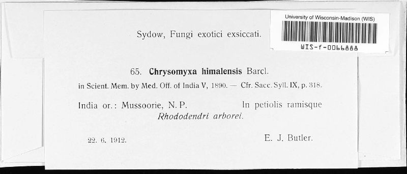 Chrysomyxa himalensis image