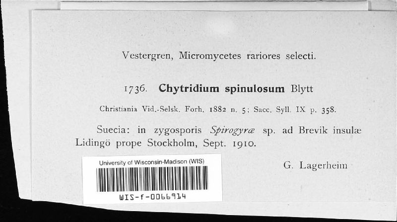 Blyttiomyces image