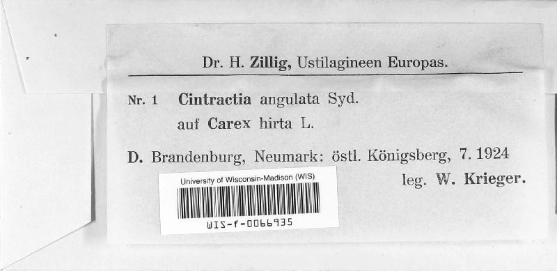 Cintractia angulata image