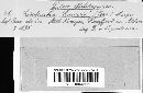 Anthracoidea caricis image