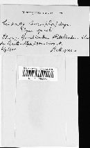 Anthracoidea caricis image