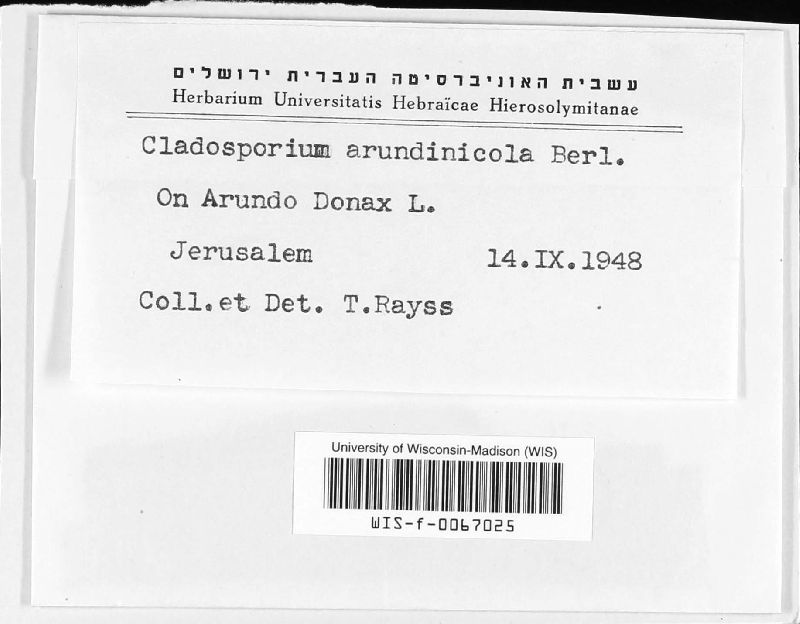Cladosporium arundinicola image