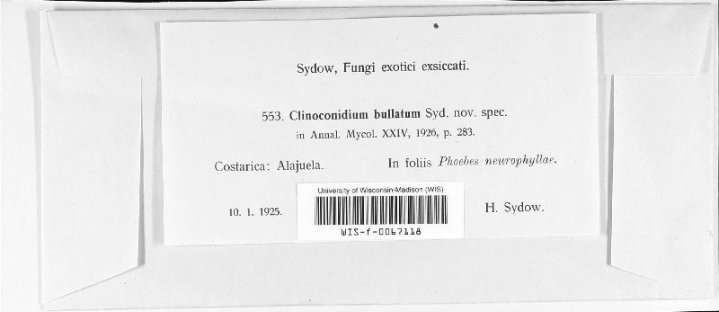 Clinoconidium image