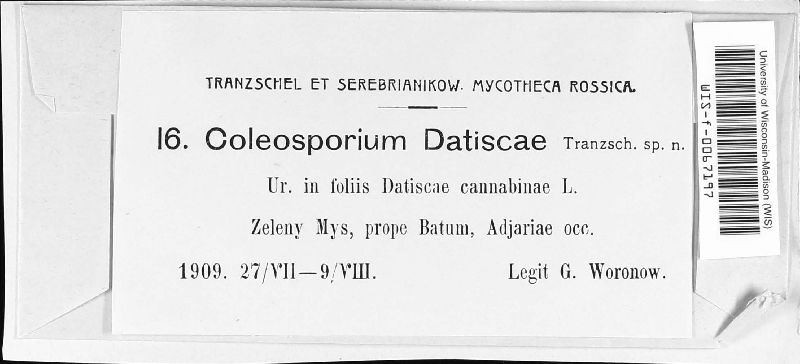 Coleosporium datiscae image