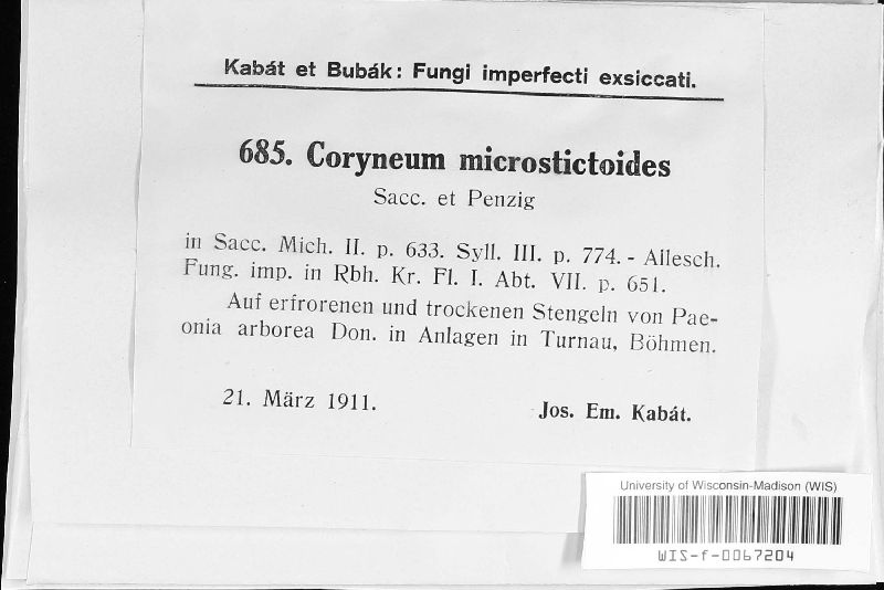 Coryneum microstictoides image