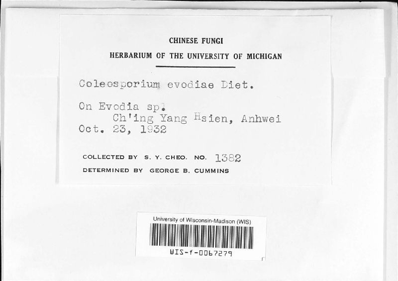 Coleosporium evodiae image