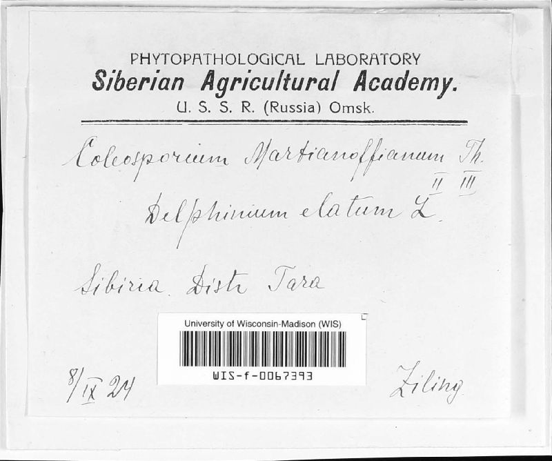 Coleosporium martianoffianum image