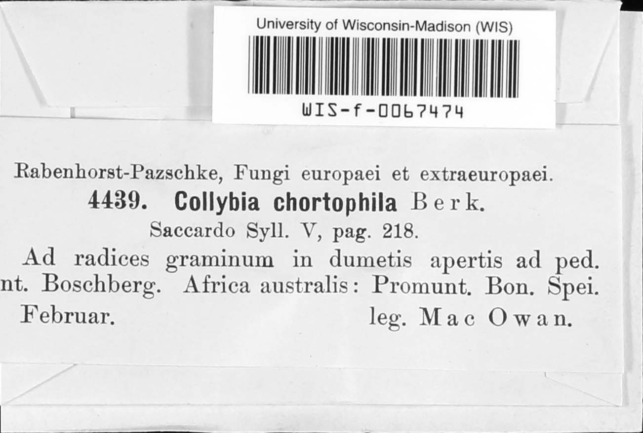 Collybia chortophila image