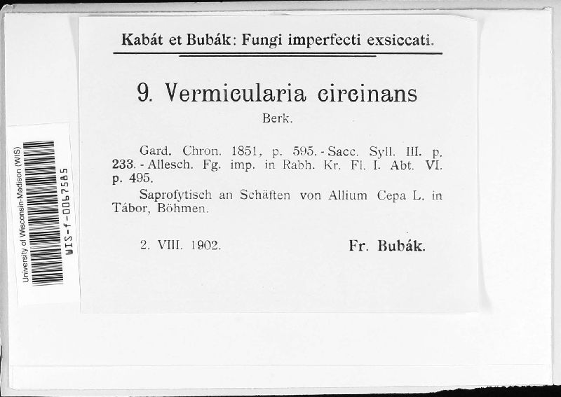Colletotrichum circinans image