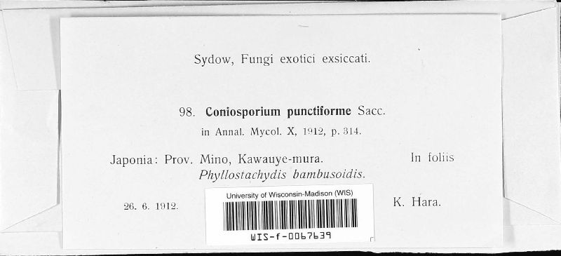 Coniosporium punctiforme image